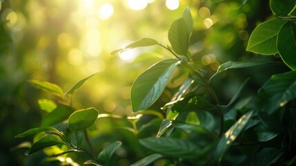 Fototapeta premium A close-up of lush green leaves with sunlight filtering through.