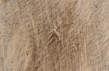 Natural texture: top view of beach sand, clear, clean and smooth. Minimalist background for summer concepts, travel, vacations and outdoor enjoyment.