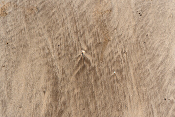 Natural texture: top view of beach sand, clear, clean and smooth. Minimalist background for summer concepts, travel, vacations and outdoor enjoyment.