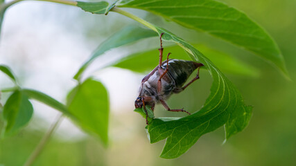 Melolontha. Cockchafer Melolontha Scarabaeidae, crawling on green leaves in natural environment. a large insect in the wild. garden pest. May beetle sits on leaves. isolated, natural background, macro