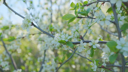 Beautiful cherry blossom petals. Spring background. Beautiful natural background. Bokeh.