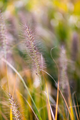 Detail of a flower spike of ornamental grass. Foxtail fountain grass