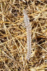 Part of dry snakeskin on top of dry grass