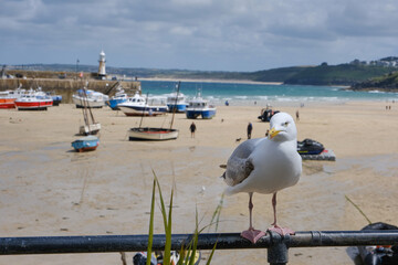 M&ouml;ge in St. Ives