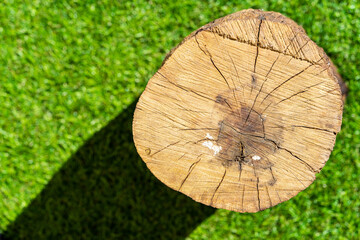Cut tree trunk part seen from above under green grass background.