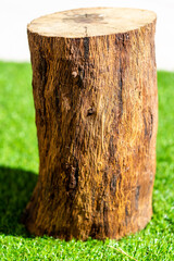 Cut tree trunk part seen from above under green grass background.