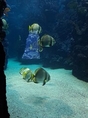 Beautiful fish