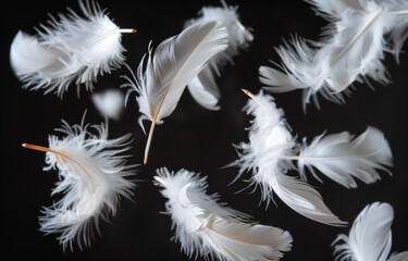 Obraz premium Floating white feathers on black background