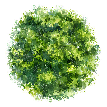 green watercolor tree top view clip art preview
