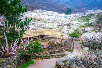 The feast of plum blossoms, the heralds of spring, and the beautiful scenery of the plum blossom...