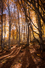 autumn forest in the morning