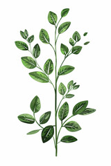An illustration of a plant with white background