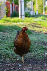 a chicken walks on the grass near the house