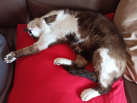 chat endormi