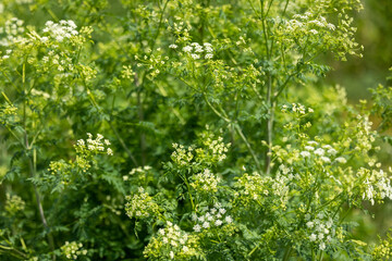 Obraz premium White blooming herbs on a green grassy background