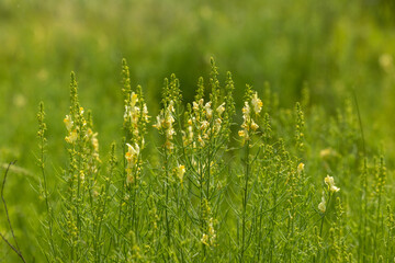Common yellow toadflax blooming in a meadow