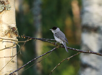 Eurasian blackcap (Sylvia atricapilla) male perched on a branch in the forest in spring.
