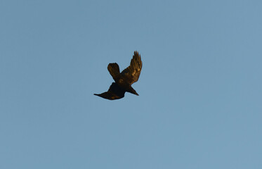 Raven (corvus corax) flying doing a courtship display in spring.