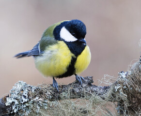 Great tit (Parus major) sitting on a branch in the garden in spring.