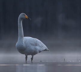 Whooper swan (Cygnus cygnus) standing in a misty lake at night in spring.