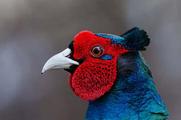 Common pheasant (Phasianus colchicus) male closeup in spring.