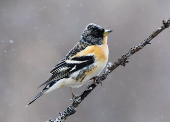Brambling (Fringilla montifringilla) male in snowfall perched on a branch in spring.