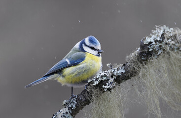 Naklejka premium Eurasian blue tit (Cyanistes caeruleus) sitting on a branch in snowfall in the garden in spring.