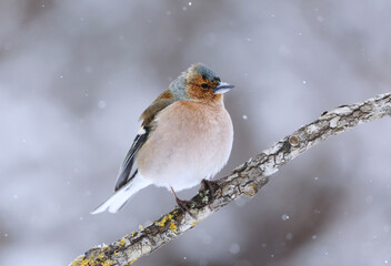 Fototapeta premium Common chaffinch (Fringilla coelebs) male perched on a branch in snowfall in early spring.