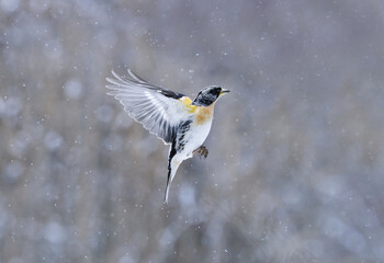 Brambling (Fringilla montifringilla) male flying in snowfall in early spring.