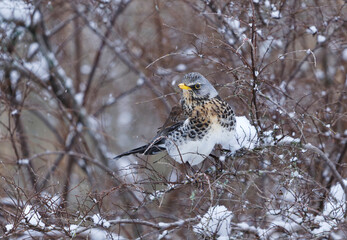 Fieldfare (Turdus pilaris) perched in a snowy bush in early spring.