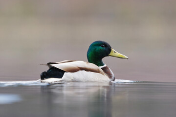 Mallard (Anas platyrhynchos) male swimming in the lake in spring.