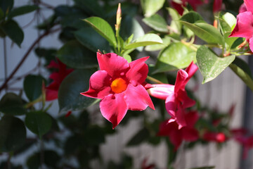 Dipladenia flowers in bloom, Greece.