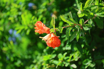 Pomegranate flowers on the Olympic Riviera, Greece.