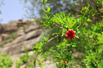 Pomegranate flowers on the Olympic Riviera, Greece.