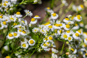 Daisies with white flowers. Pipes close-up on a blurred background