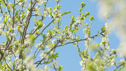 Nature scene with flowering white cherry flower. Trees swaying in the wind, fruit orchards blooming. Slow motion.