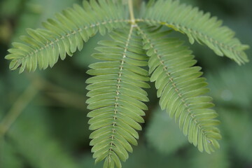 Mimosa pudica (also called sensitive plant, sleepy plant, touch-me-not, touch-and-die, or shameplant) is a creeping annual or perennial flowering plant of the pea/legume family Fabaceae. Hanover, D