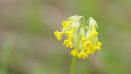 Common cowslips or primula veris, in bloom. Flower of a cowslip. Close up.