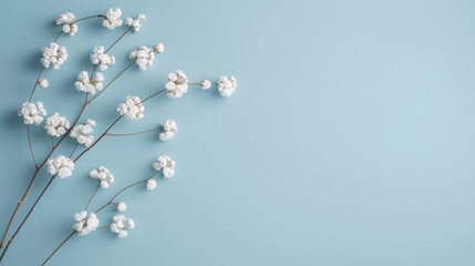 Fototapeta premium Delicate white flowers on light blue background. Minimalistic floral arrangement. Simple and beautiful nature-inspired composition.