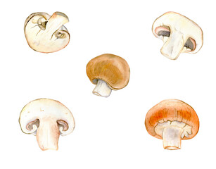 Watercolor illustration of hand-drawn brown king mushrooms Portobello Mushrooms