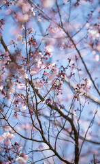 Cherry blossom in spring japan japanese
