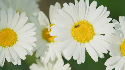 Fototapeta premium Chamomile flowers swaying in the wind in summer day. Gorgeous summer field with daisies. Close up.