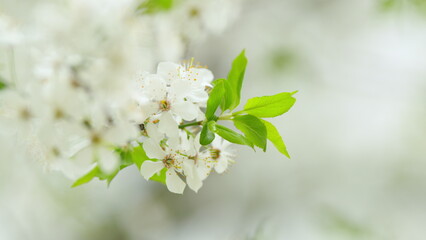 White plum tree flowers. White flowers sway in the wind. Slow motion.