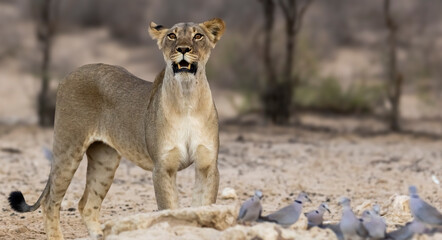 Nervous Adolescent lioness at the waterhole in the Kgalagadi