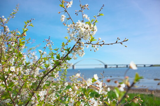 Kirschbl&uuml;te auf Fehmarn mit Fehmarnsundbr&uuml;cke