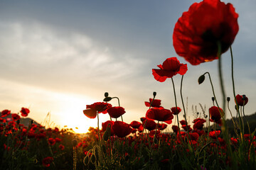 A beautiful Yang Fei ear that matches the light.