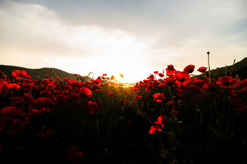 A beautiful Yang Fei ear that matches the light.