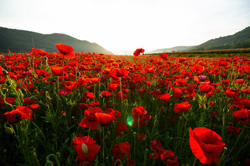 Obraz premium A beautiful Yang Fei ear that matches the light.