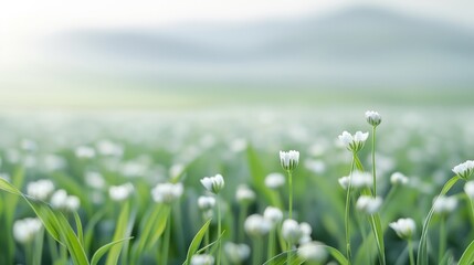 Fototapeta premium Ethereal landscape with delicate white flowers and a serene, blurred mountain backdrop, showcasing tranquil nature and a peaceful atmosphere.