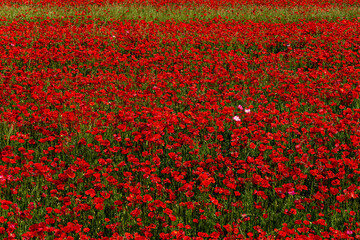 A beautiful Yang Fei ear that matches the light.